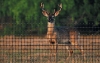 Picture of C-Flex Deer Fence