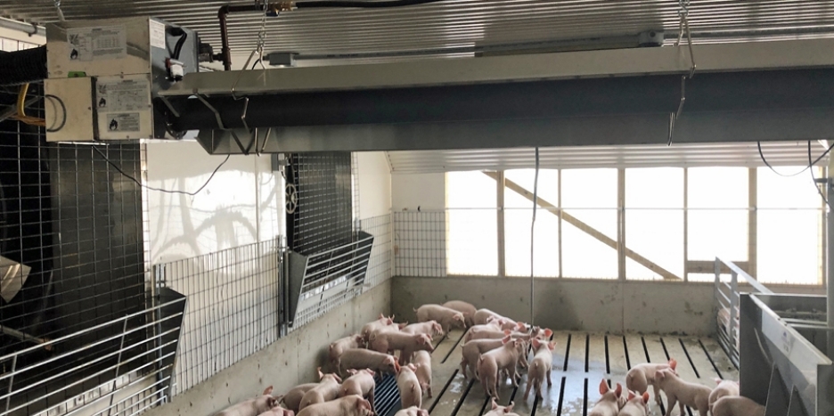 Tube heaters for weaned pigs