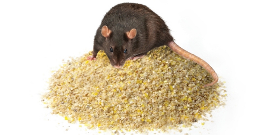 How much does it cost to feed a rat?