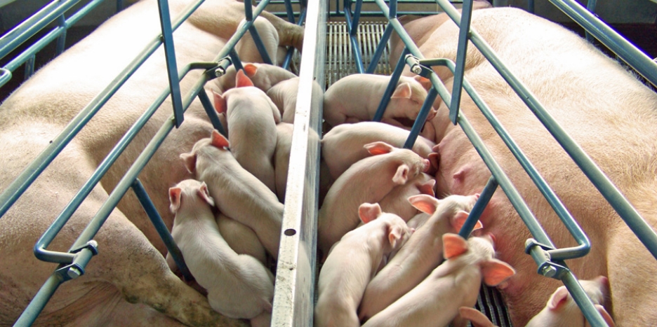 Helping pig farmers adapt to changing conditions with innovative solutions.
