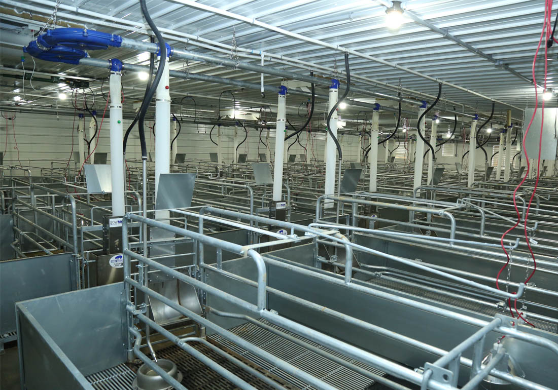  The farrowing barn on this 2,500 head sow farm features Hog Slat galvanized farrowing crates, TriDek and cast combo flooring, SowMAX ad-lib feeders and a GrowerSELECT Grow-Disk chain disk feeding system.