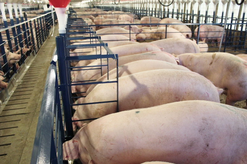 stanchion sows eating (800x533)