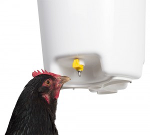 Bucket waterer with hen