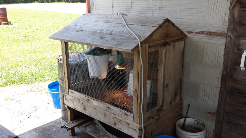 CBP Outdoor Brooder Setup