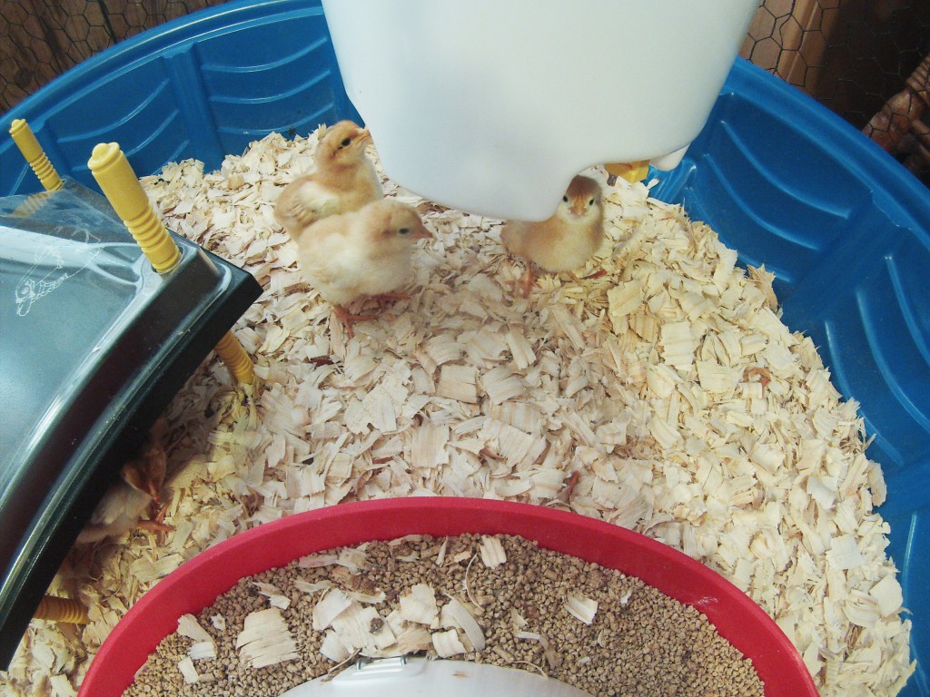 Broiler chicks using drinking bucket.