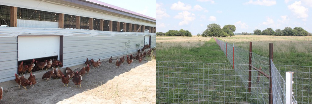 Side doors allow chicken access to outdoor pasture