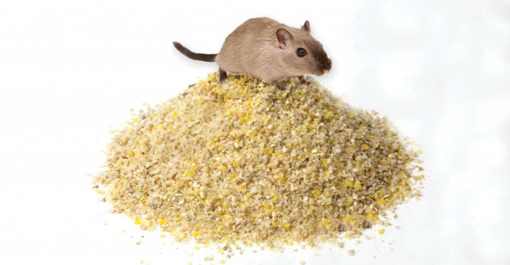 Mouse-Feed-Pile-1540x800
