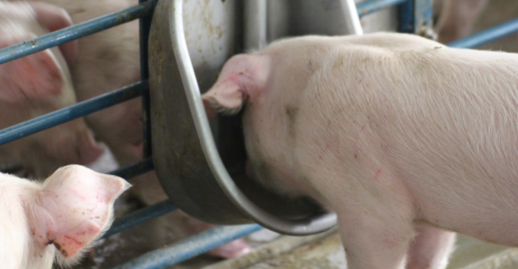 Pig-Drinking-cup1540x800